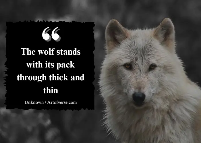 motivational wolf pack sayings