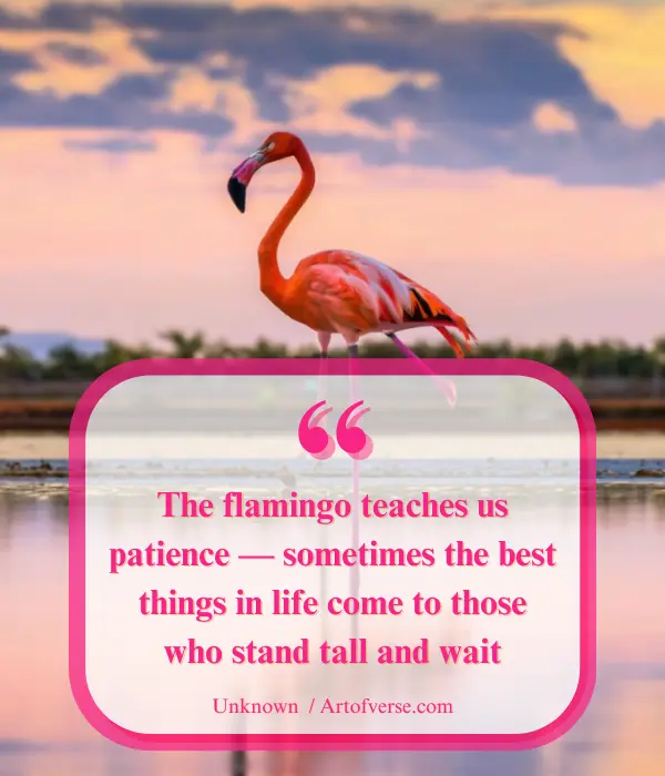 Flamingos show the power of standing tall and waiting